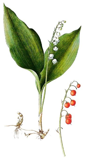 Muguet